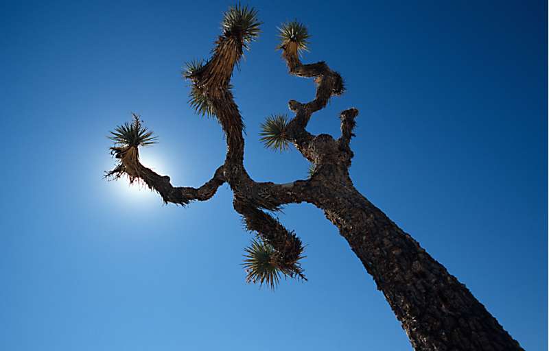 Yoshua Tree
