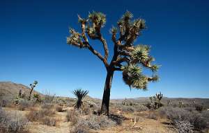 Yoshua Tree National Park